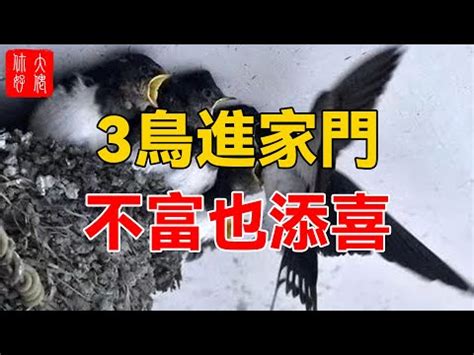 家有鳥築巢|【家有鳥巢】家有鳥巢，居家風水亨通！揭開野鳥築巢。